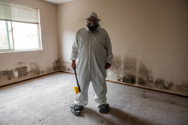 Best Basement Mold Removal  in Narrows, VA