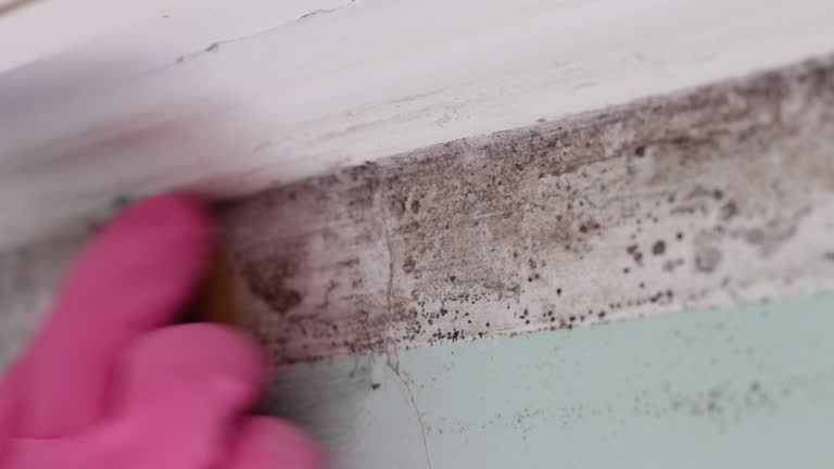 Best Emergency Mold Remediation  in Narrows, VA